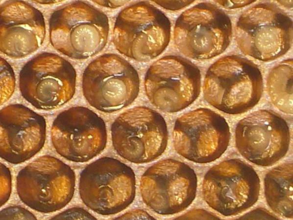 larva de abelha nome