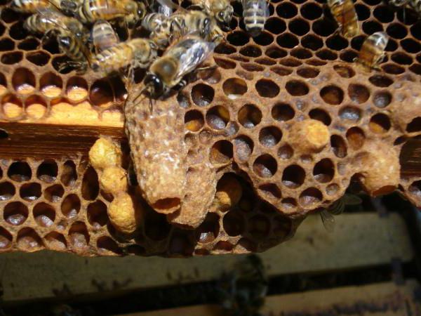o desenvolvimento de larvas de abelha