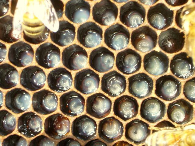 las larvas de las abejas jóvenes abejas