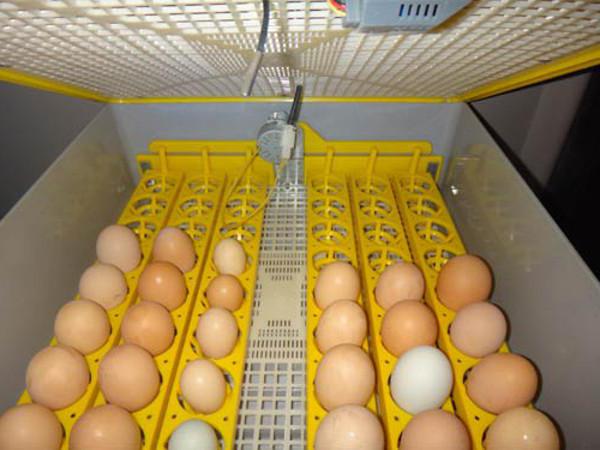chinesische Brutkästen für Eier