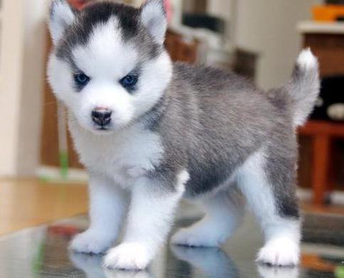 what to feed a husky puppy
