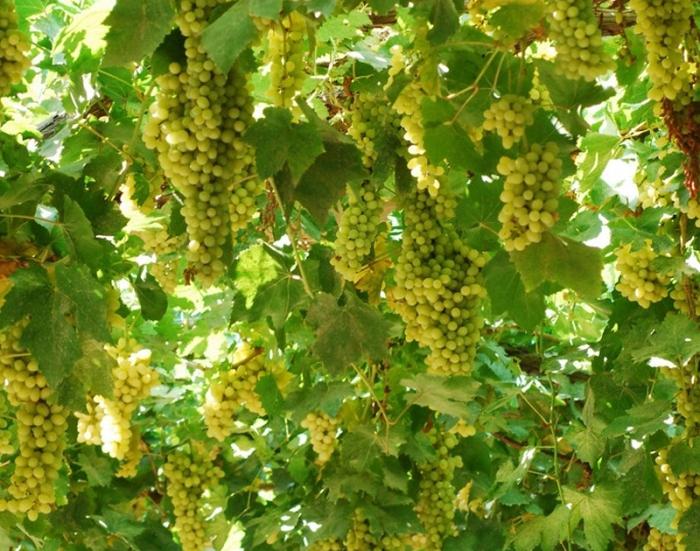 how to propagate grapes in autumn
