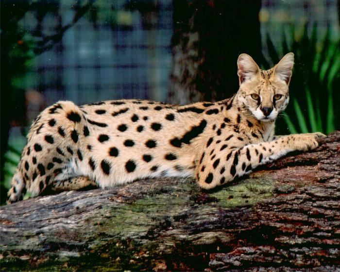 african serval