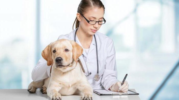 prednisone tablets for dogs