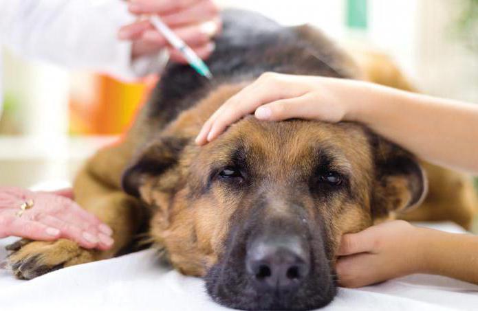  what's administered to dogs injections prednisolone