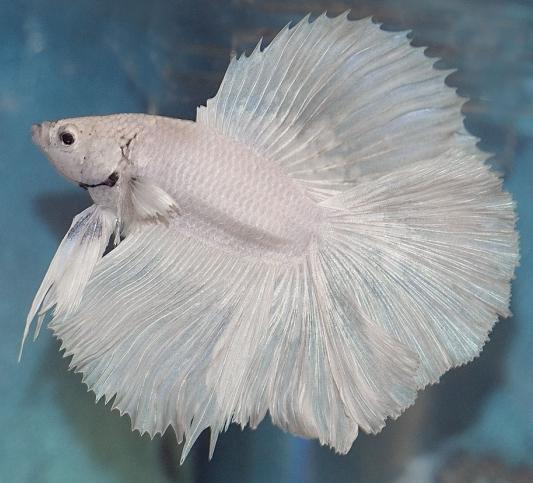 which aquarium fish are the most unpretentious