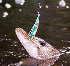 How to catch pike spinning?