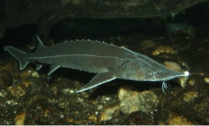 barbel fish