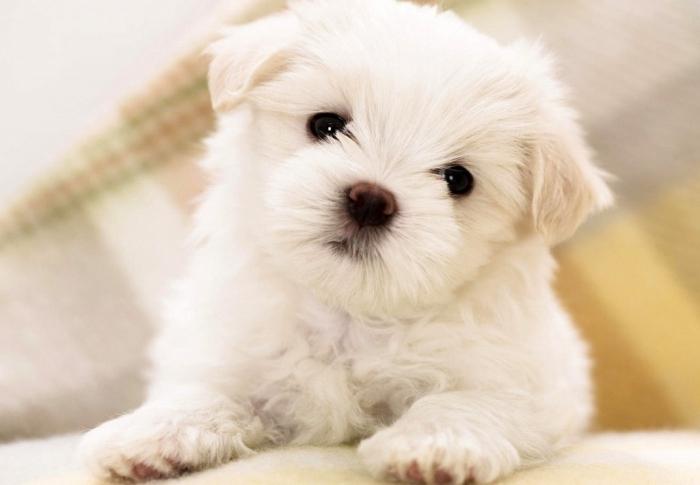 white poodle photo