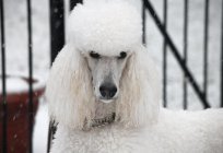 The white Poodle is a devoted and faithful companion