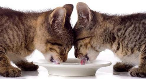 British kitten care and nutrition