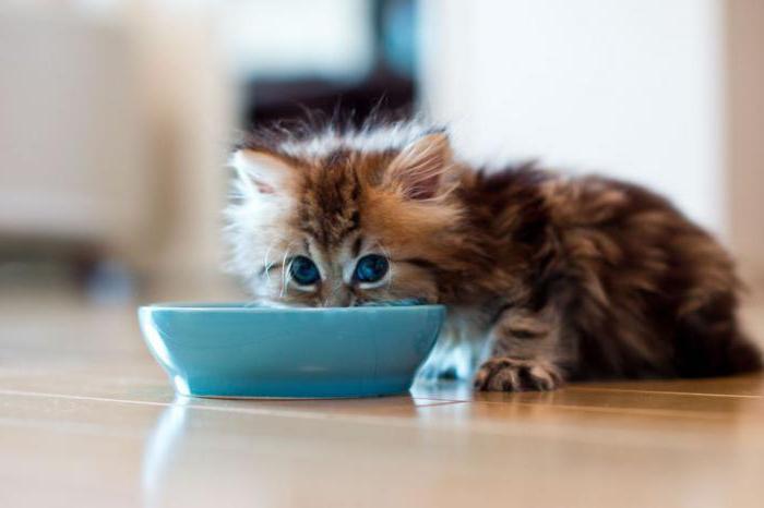 Scottish fold kittens care and feeding