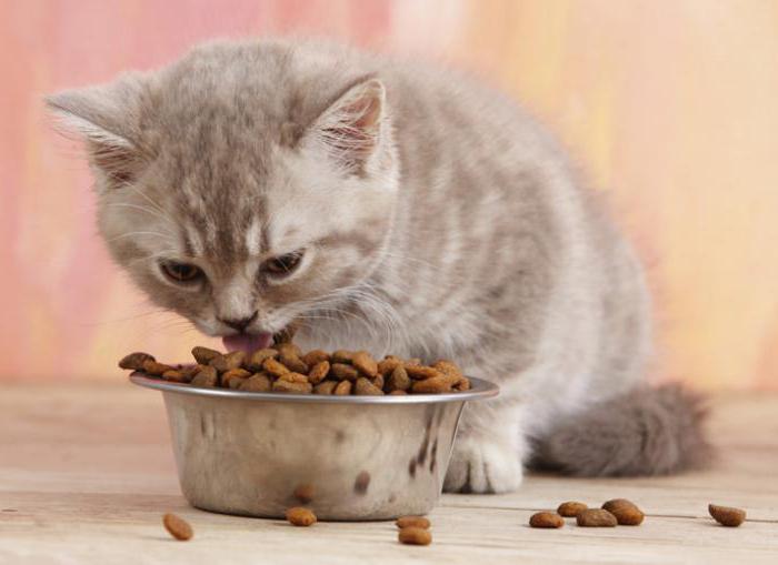 caring for kittens food