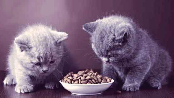 вислоухие kocięta pielęgnacja i odżywianie