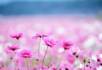 La flor de color rosa - el mejor adorno de la parcela