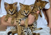 Savannah cats: description of the breed, photos and reviews