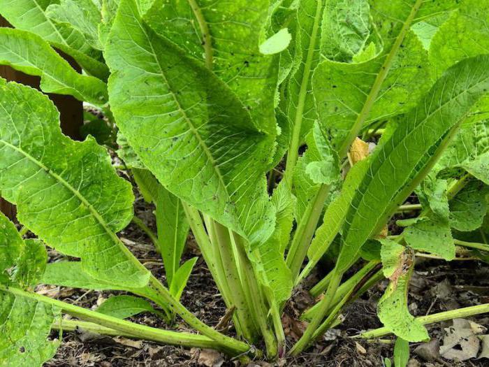 when to dig horseradish