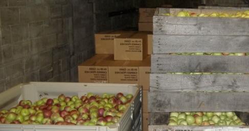 como armazenar maçãs