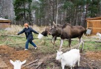 Лосиная fazenda em Kostroma: excursões, лосиное leite. Estado natural reserva de caça 