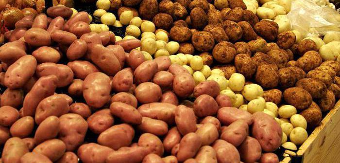 Сорти картоплі білоруської селекції