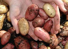 Kartoffelsorten in Weißrussland