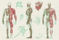 人类的身体：图。 什么科学研究人类的身体吗？