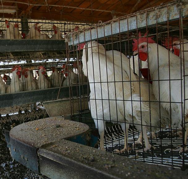 criação de galinhas como um negócio de rentabilidade