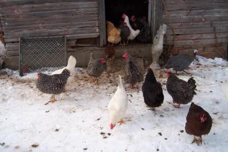 un plan de negocios para la cría de gallinas ponedoras