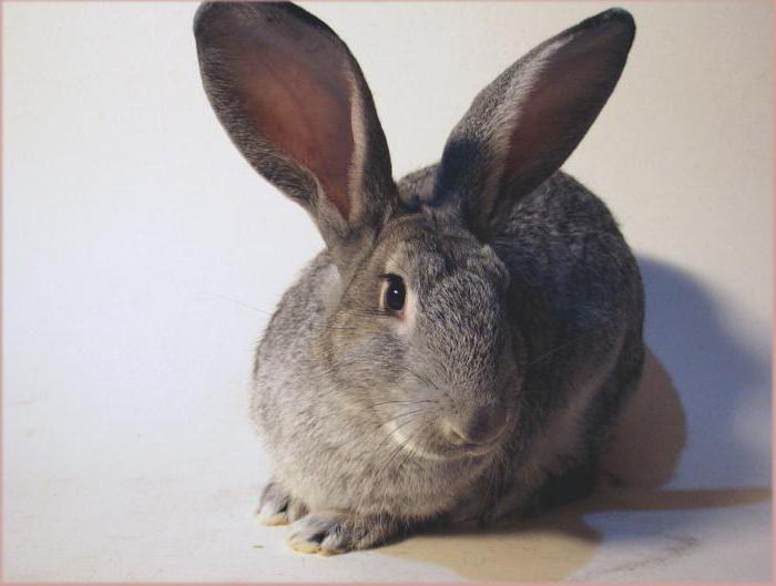 rabbit chinchilla