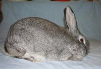 Rabbit chinchilla: description of the breed, keeping, breeding