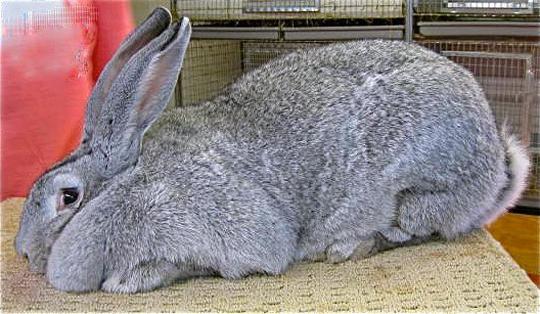 Conejo gigante gris