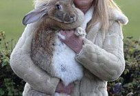 Rabbit, the grey giant. Breeds of rabbits: description and photos