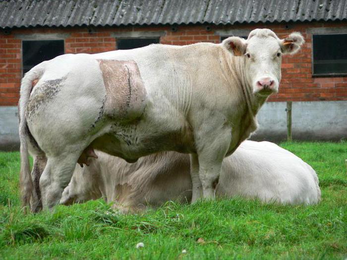 बेल्जियम के नीले रंग के मांस नस्ल की गायों [