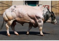 Belgian blue cows: description and characteristics of the breed