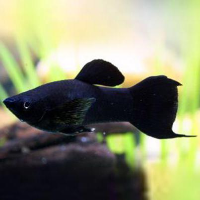 fish black