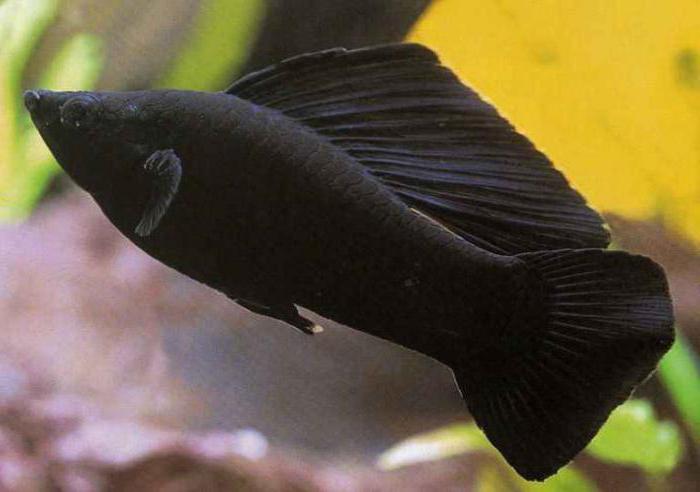 риба чорна зебрасома