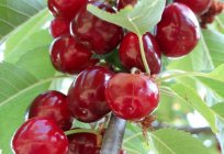 Cherry Turgenev: characteristics of the variety