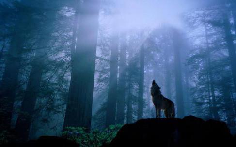the parable of the wolf