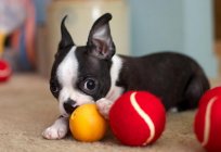 Distinguish whether dogs color? The world through the eyes of the Ball