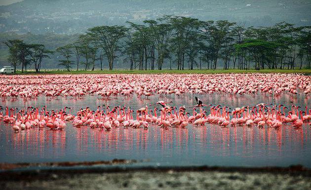 Quênia atrações viajante