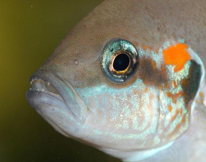 rybka księżniczka burundi
