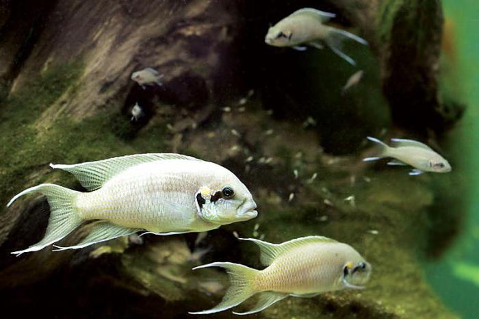 аквариумная rybka księżniczka burundi