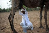 骆驼牛奶：它是什么所谓的，该应用程序