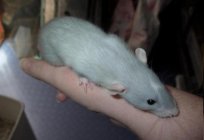 Blue rat is the perfect pet