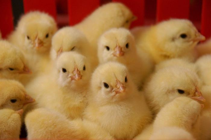 o cultivo de frango galinhas