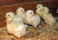 Whom to take to farming? Broiler chickens - what you need!