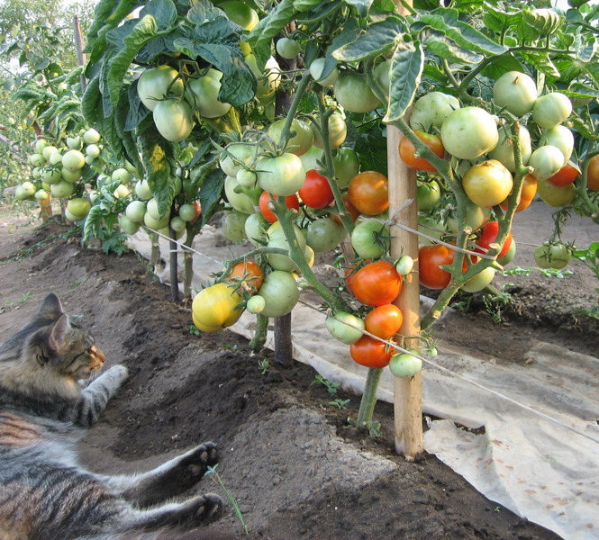 Twine for trellising tomatoes
