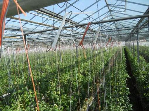 Tomatoes for greenhouses