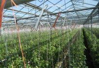 How to tie up tomatoes in the greenhouse: options and ways of garters, accessories and supplies