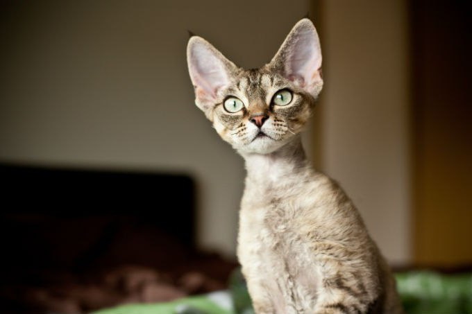 Devon Rex cat photo